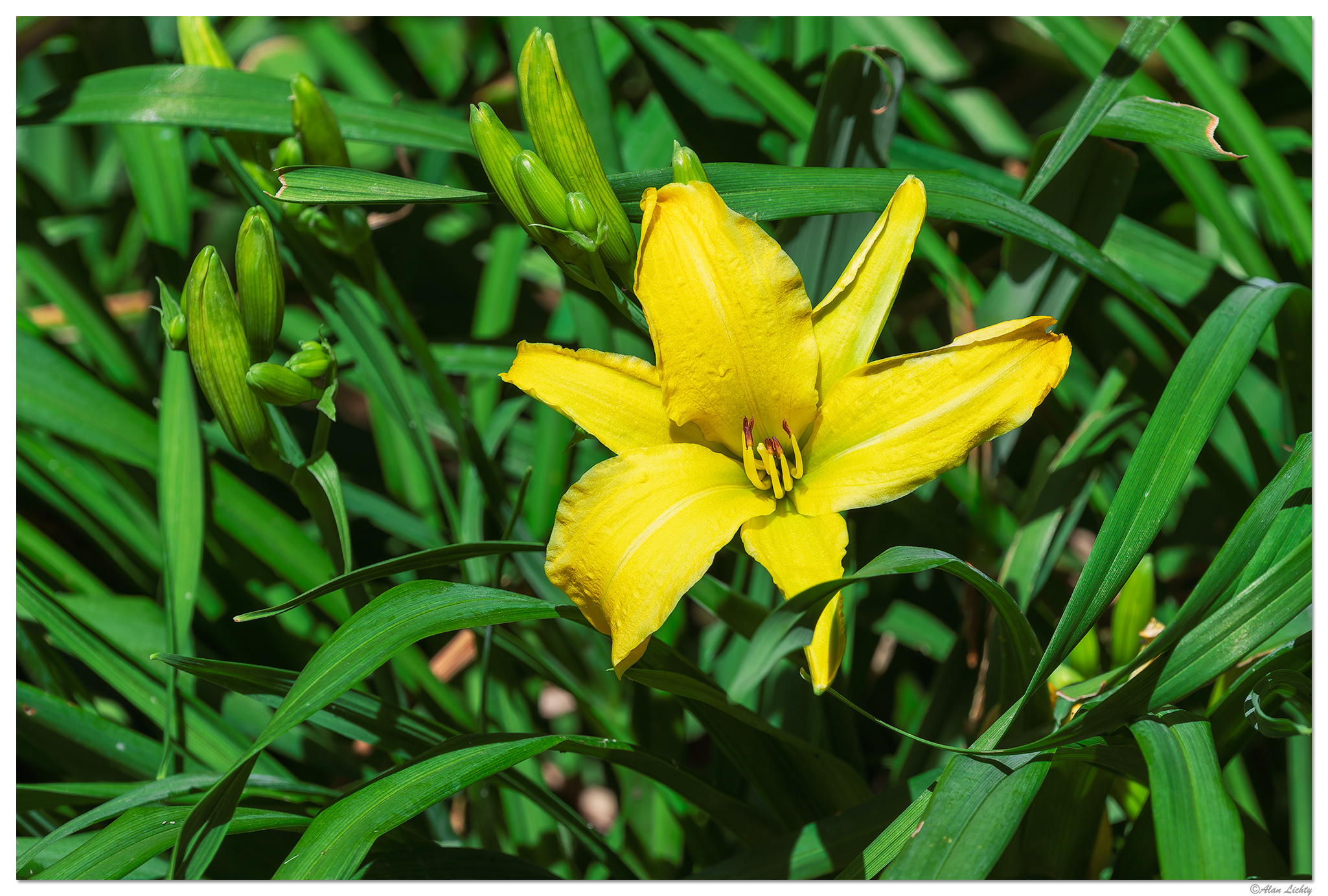 CR5m2_Lily053126.jpg