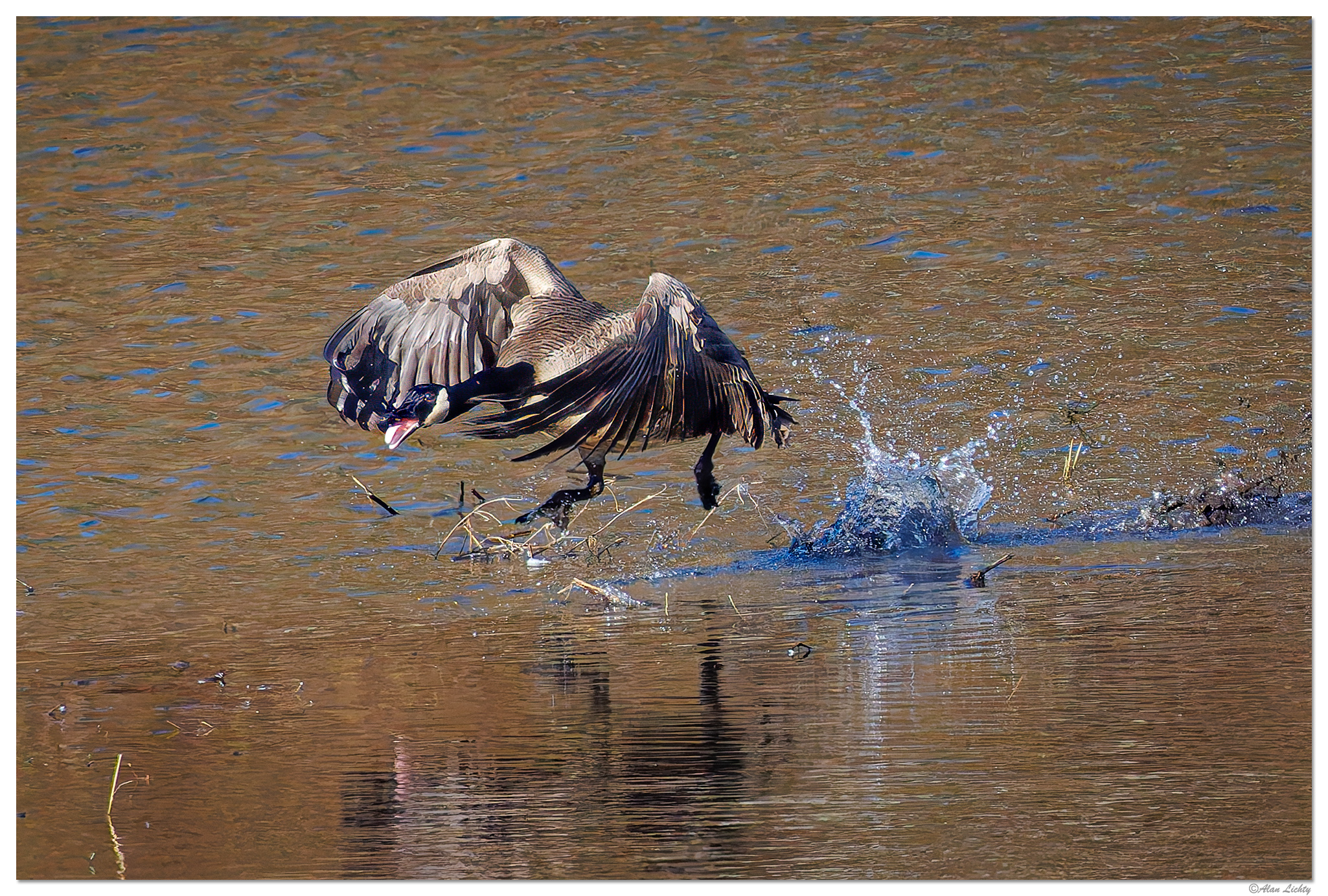 Marsh Madness | Focal World
