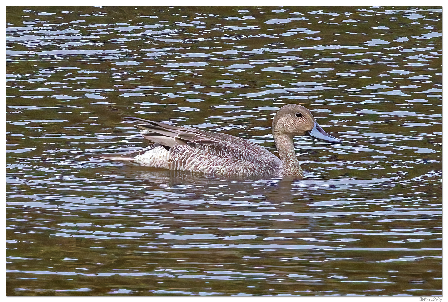CR5m2_MGadwall092525.jpg