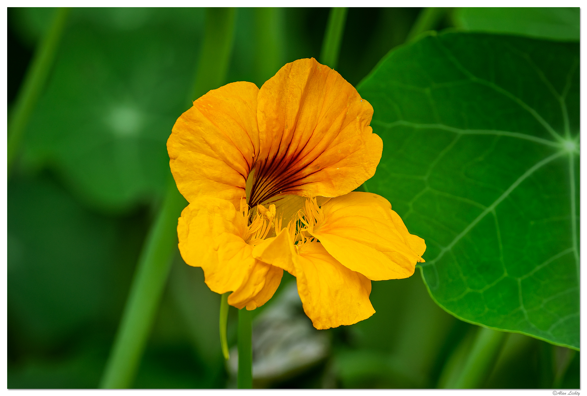 CR5m2_Nasturtium080425.jpg