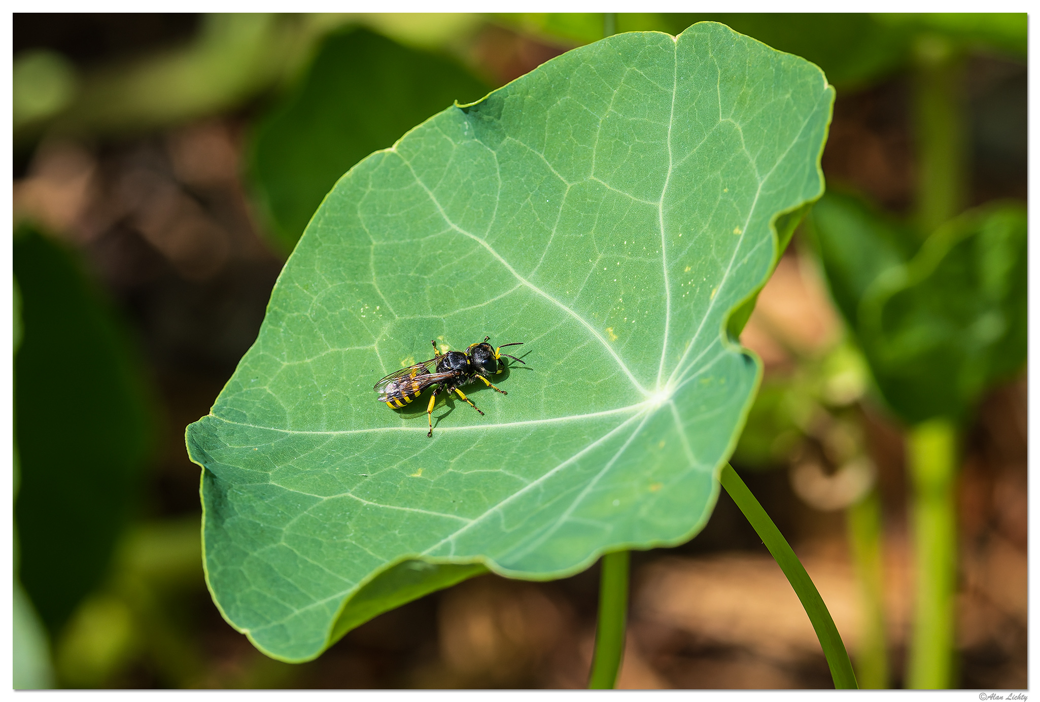 CR5m2_NastyWasp090125.jpg