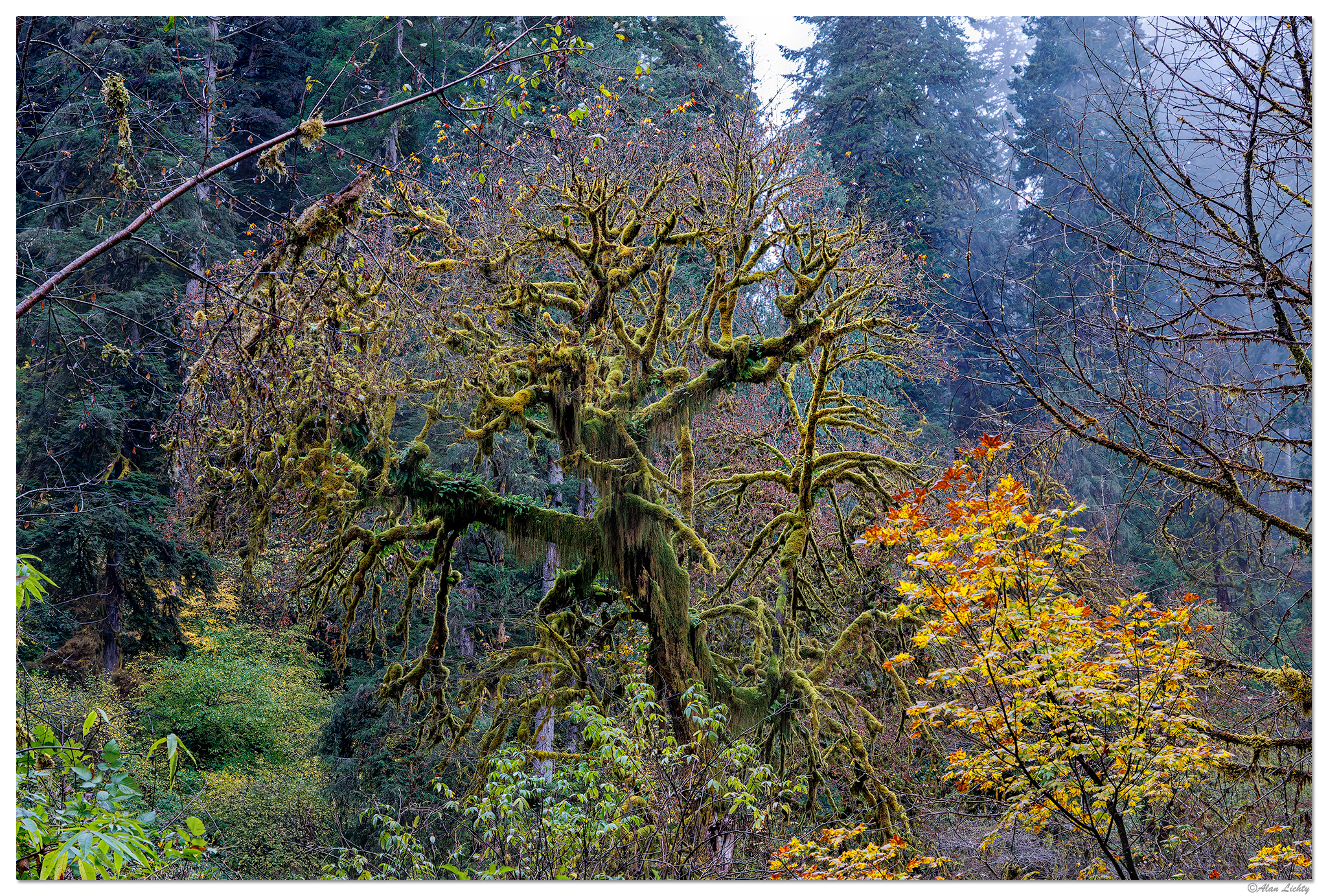 CR5m2_NFMossyMaple103024.jpg