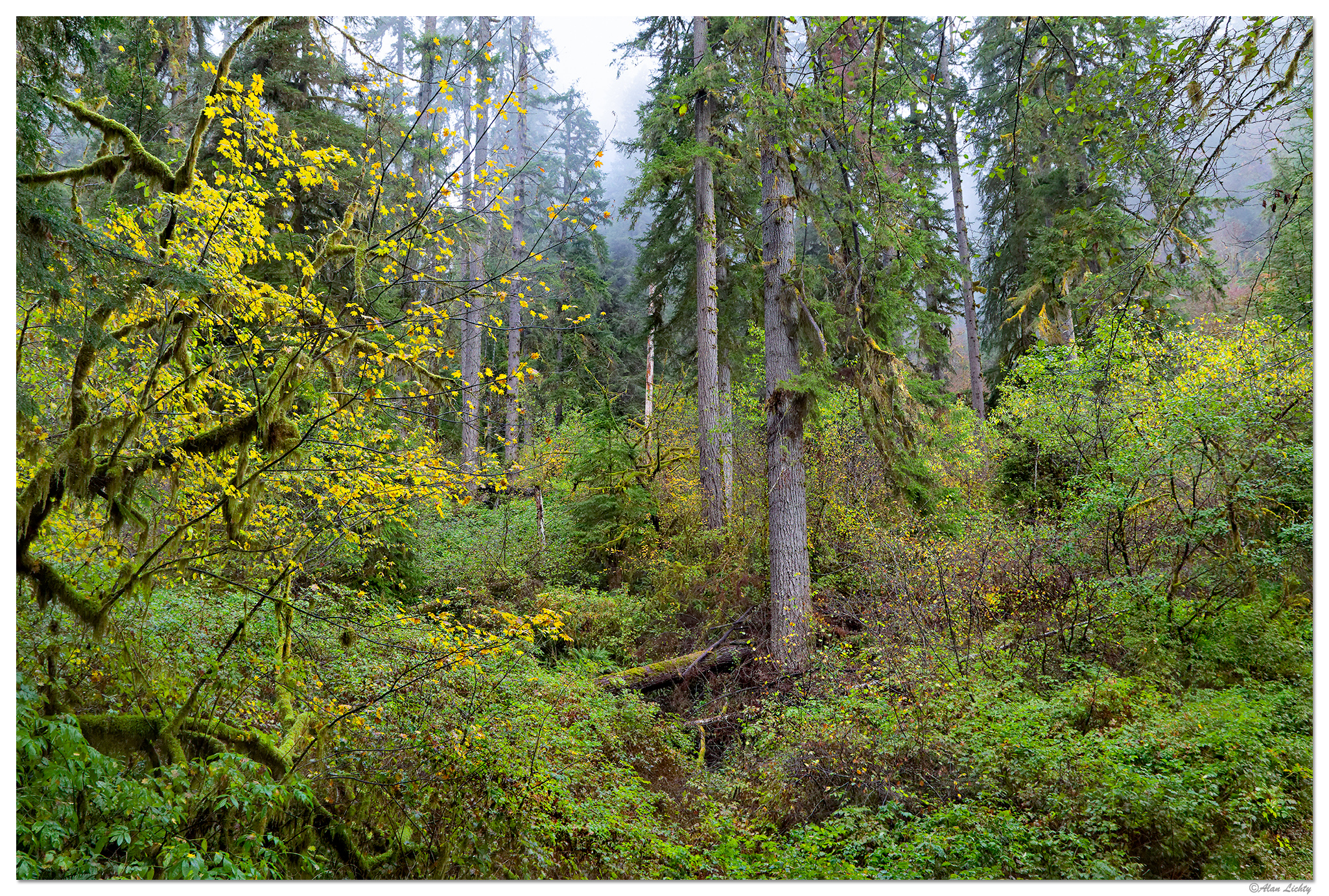 CR5m2_NForkMistyForest103024.jpg