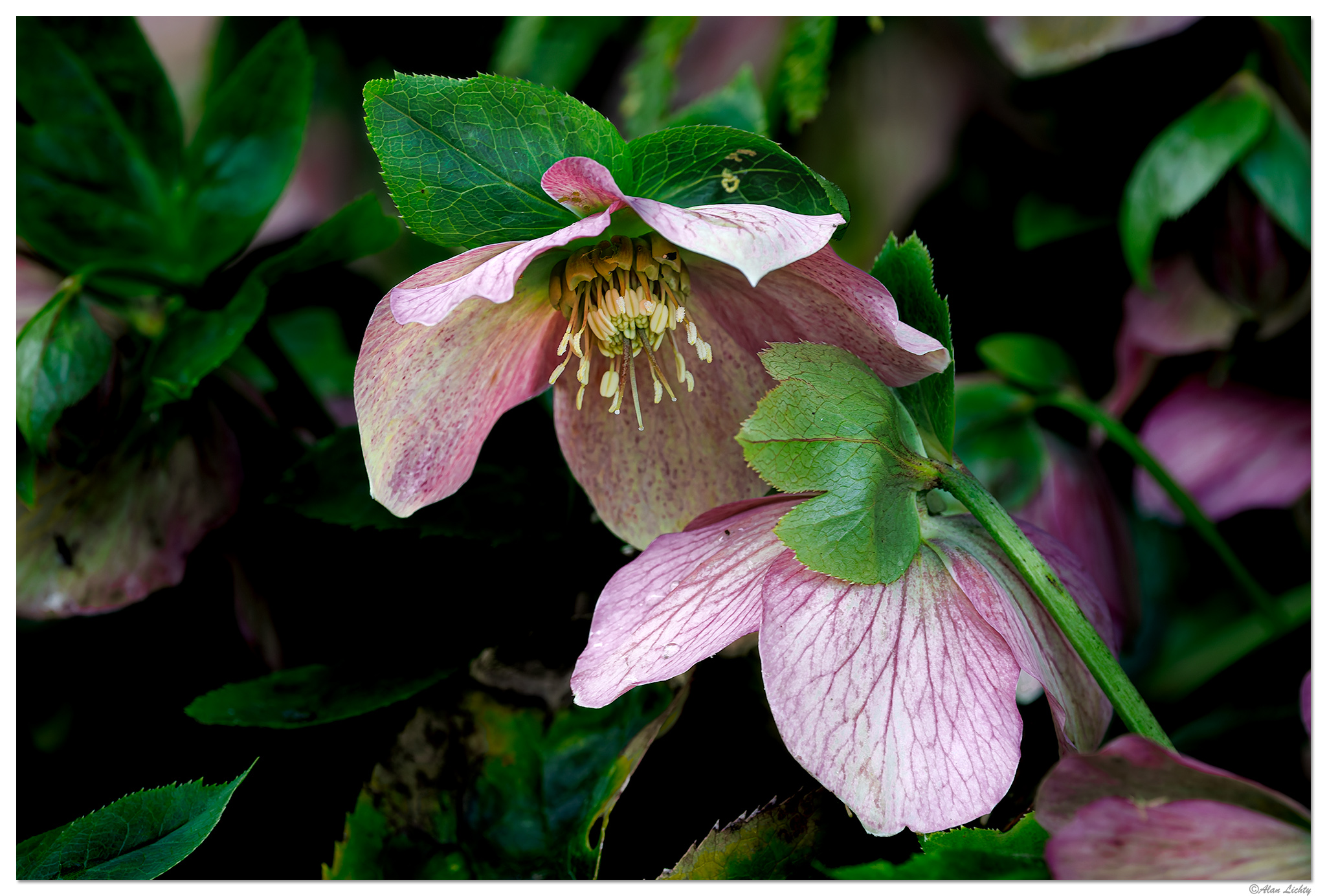 CR5m2_OpenHellebore031026.jpg