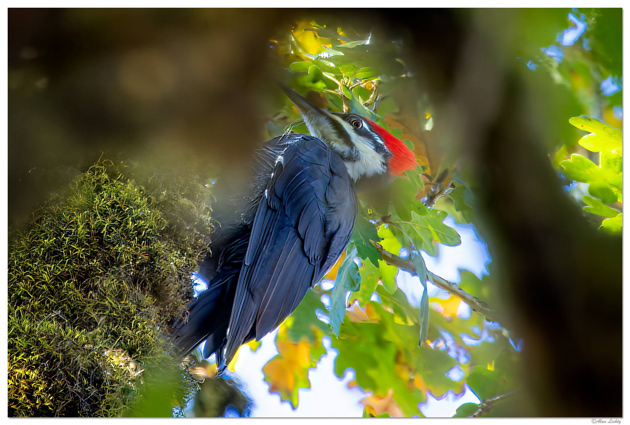 CR5m2_PileatedWoodpecker100124.jpg