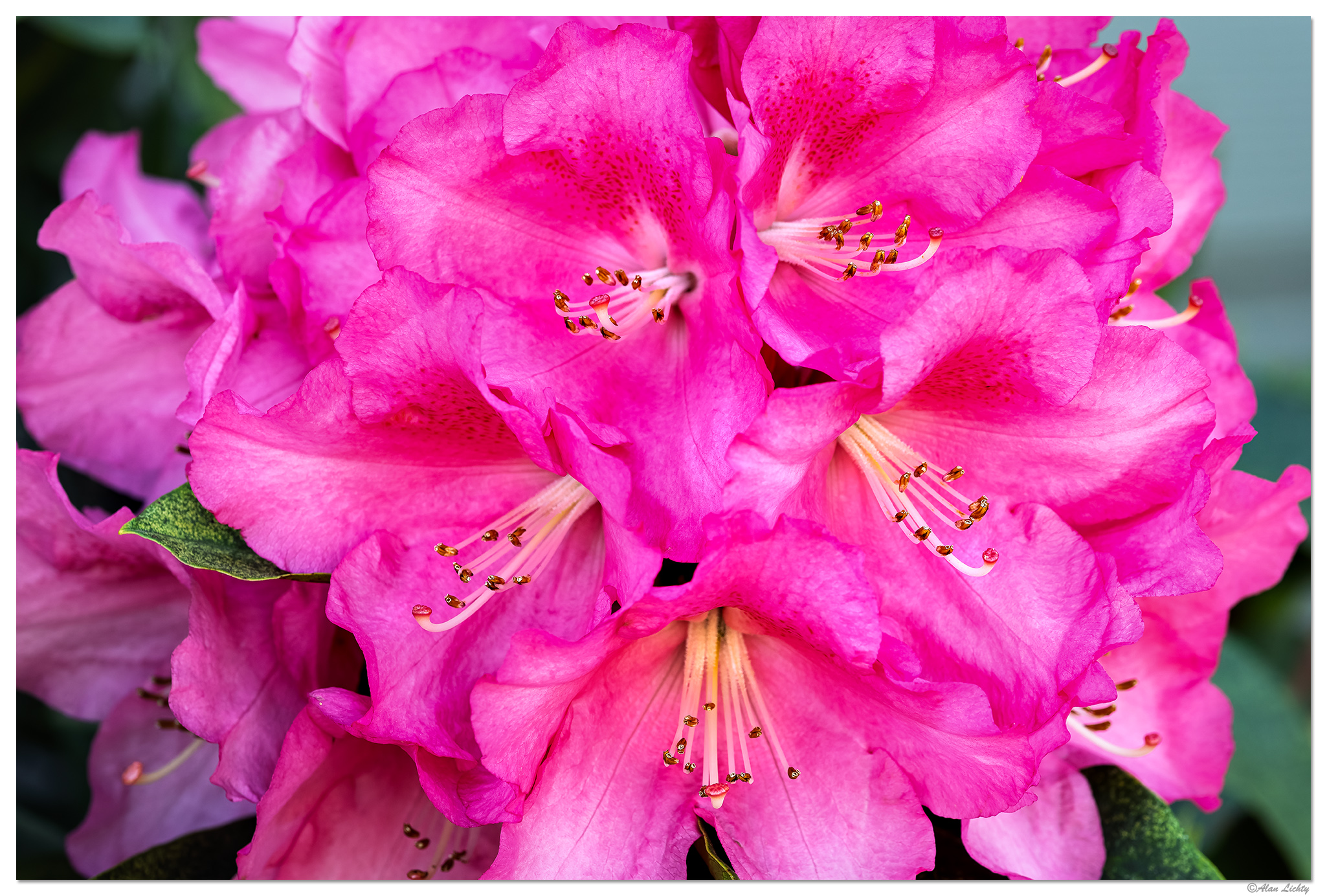 Neighborhood Pinks | Focal World