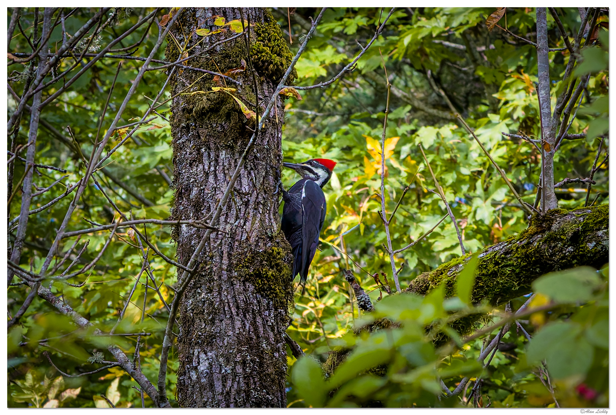 CR5m2_PWoodpecker102224.jpg