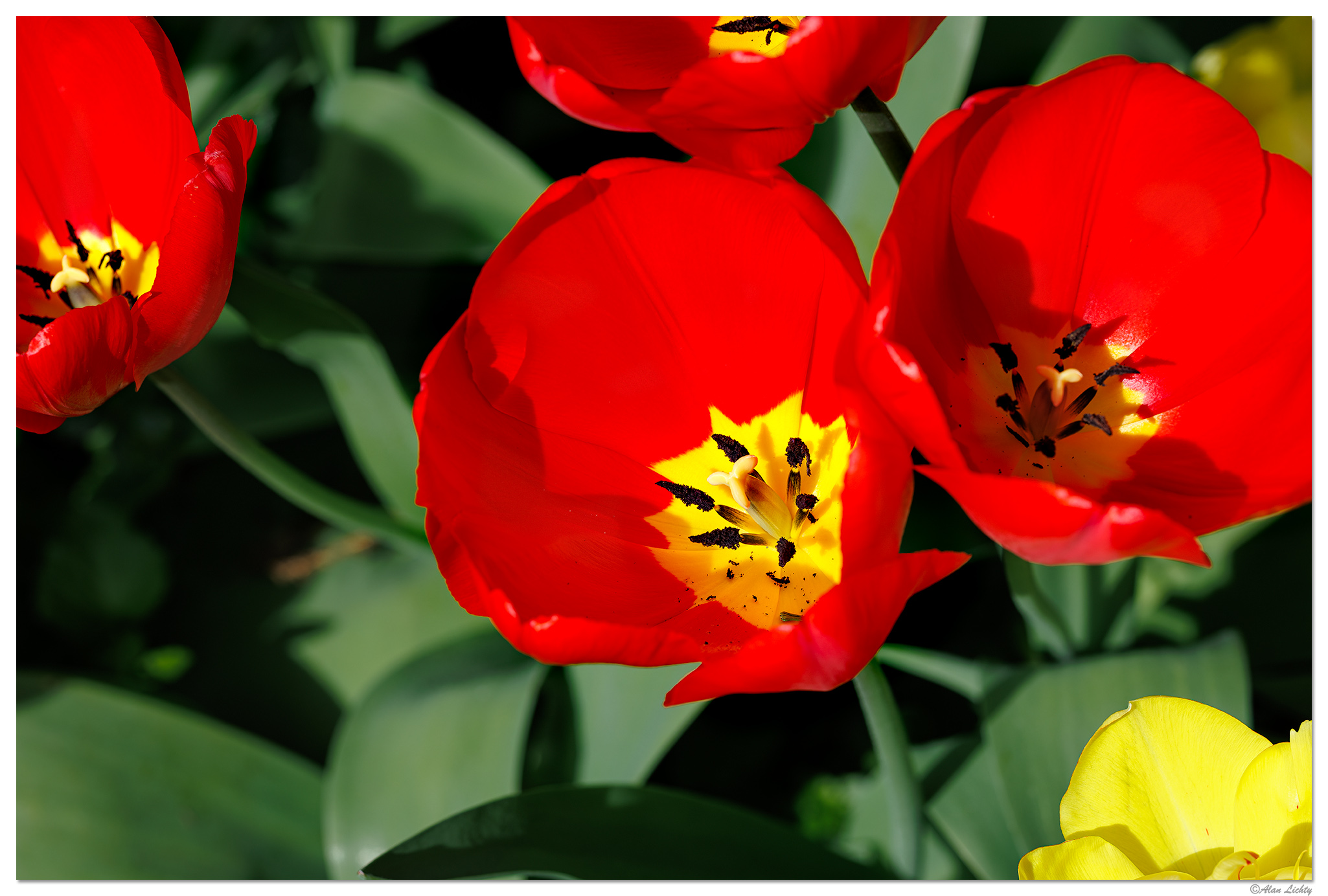 CR5m2_RedTulips040525.jpg