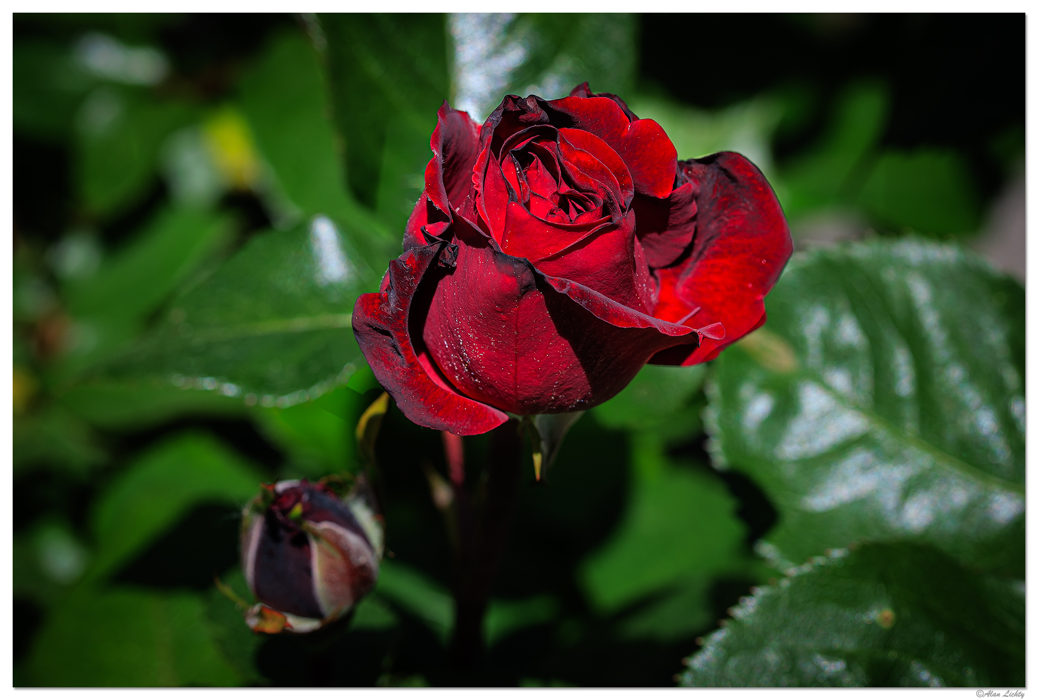 Roadside Roses | Focal World