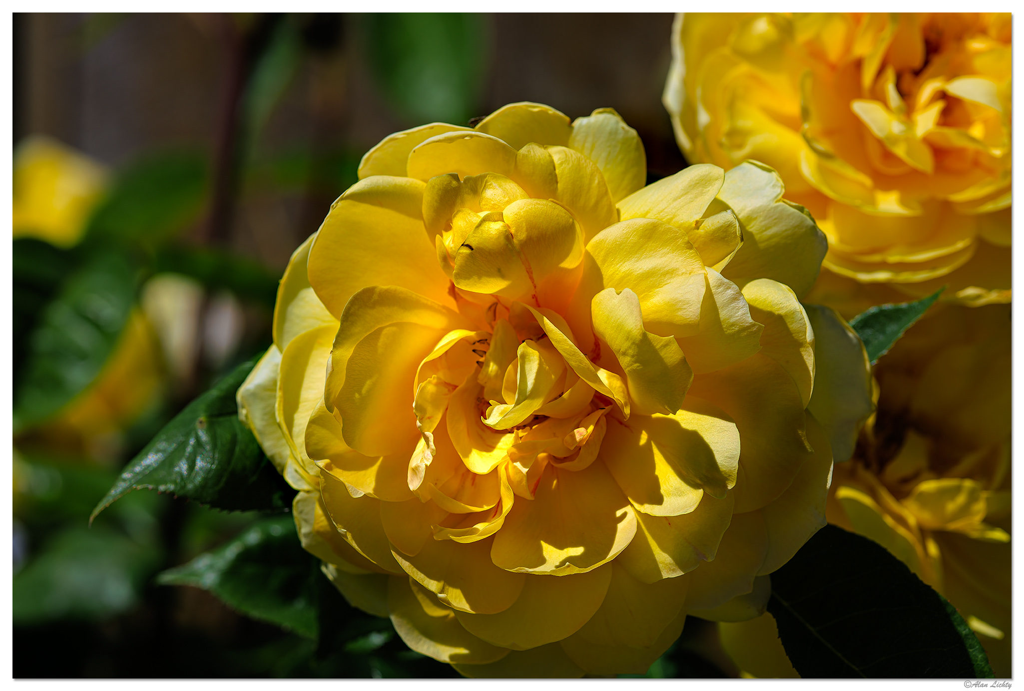 Roadside Roses | Focal World
