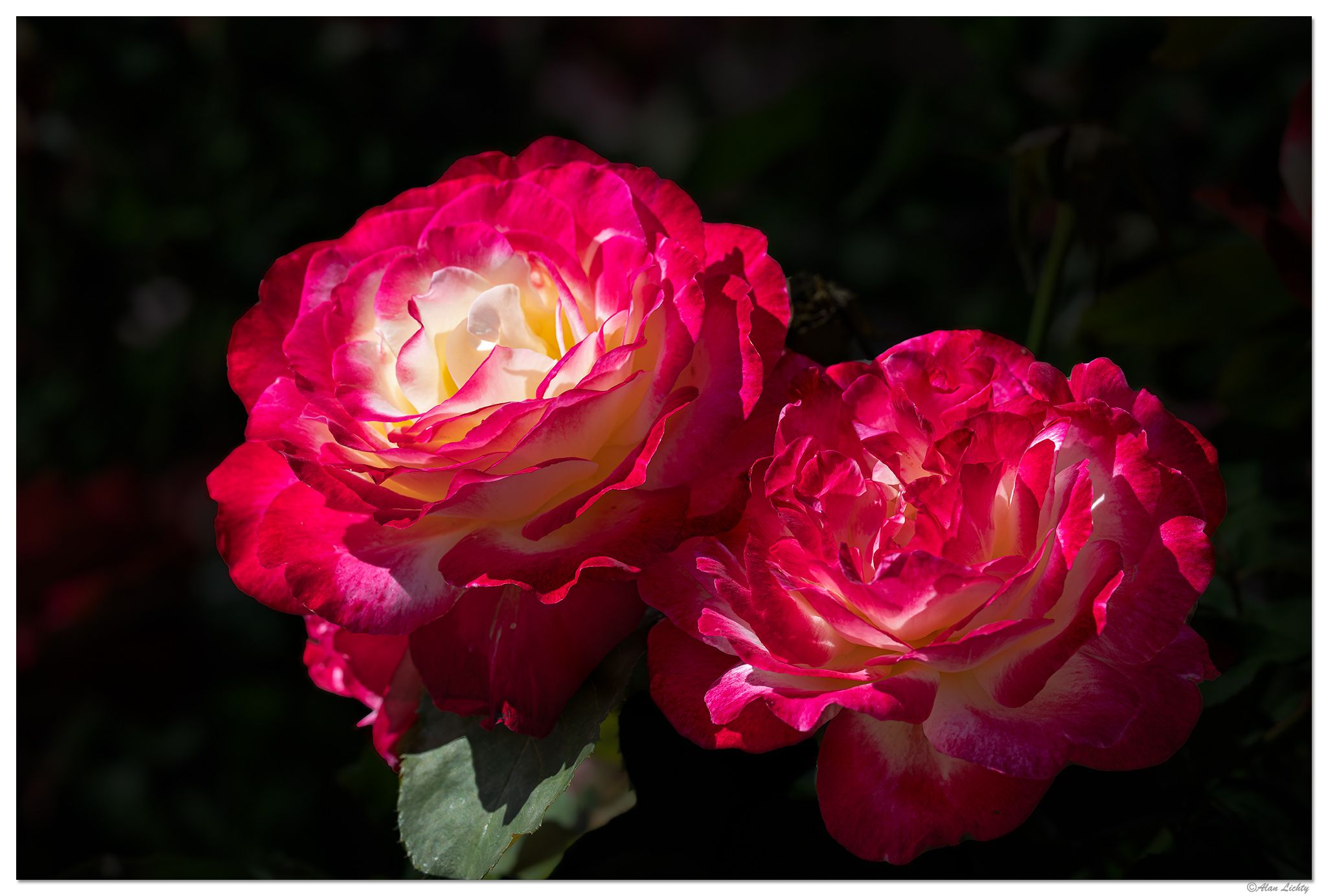 CR5m2_RRose080925.jpg