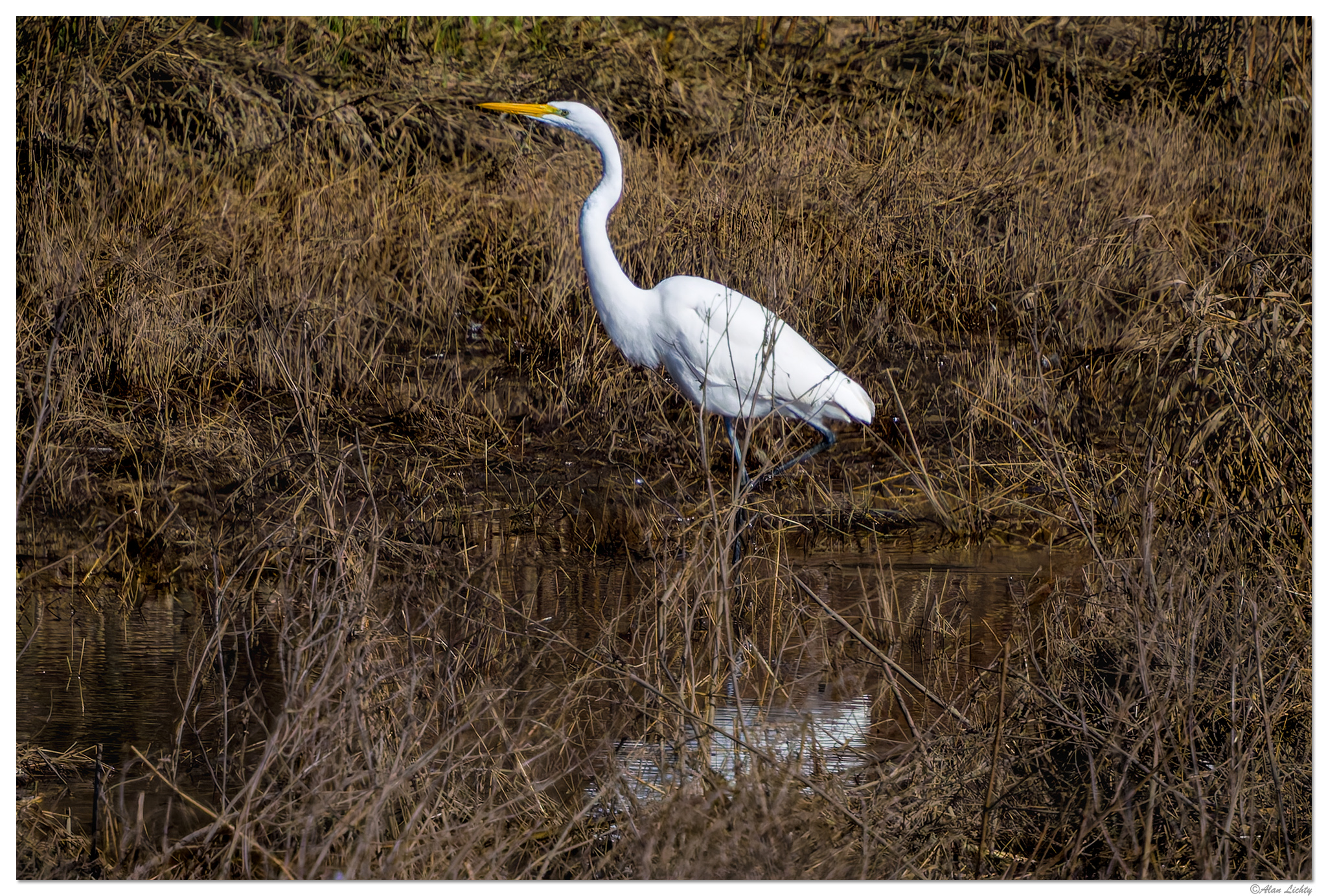 CR5m2_SC-Egret021126.jpg