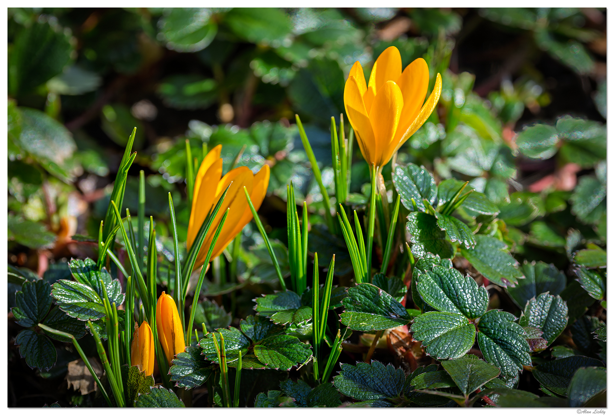 CR5m2_SnowCrocus021225.jpg