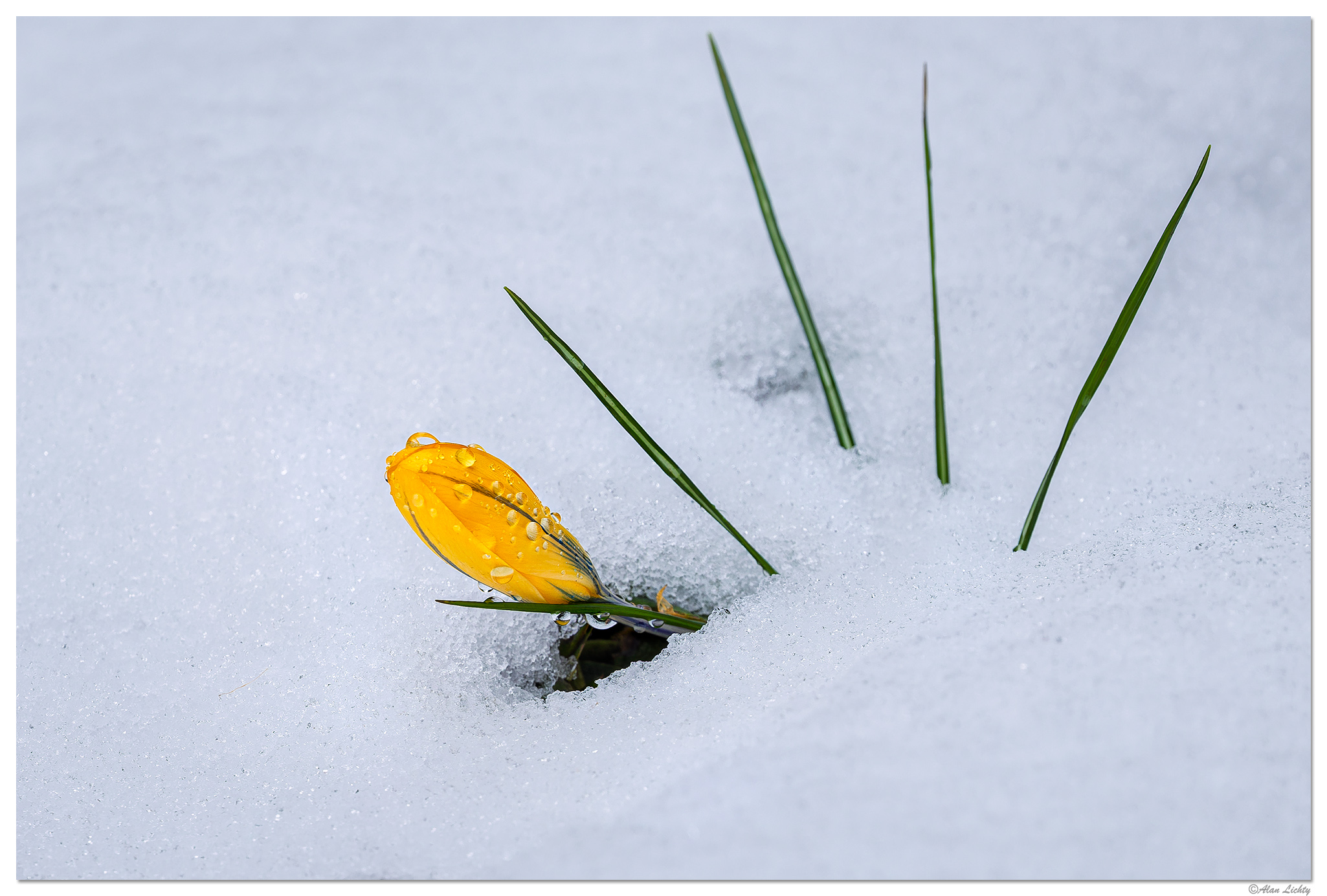 CR5m2_SnowCrocus021525.jpg