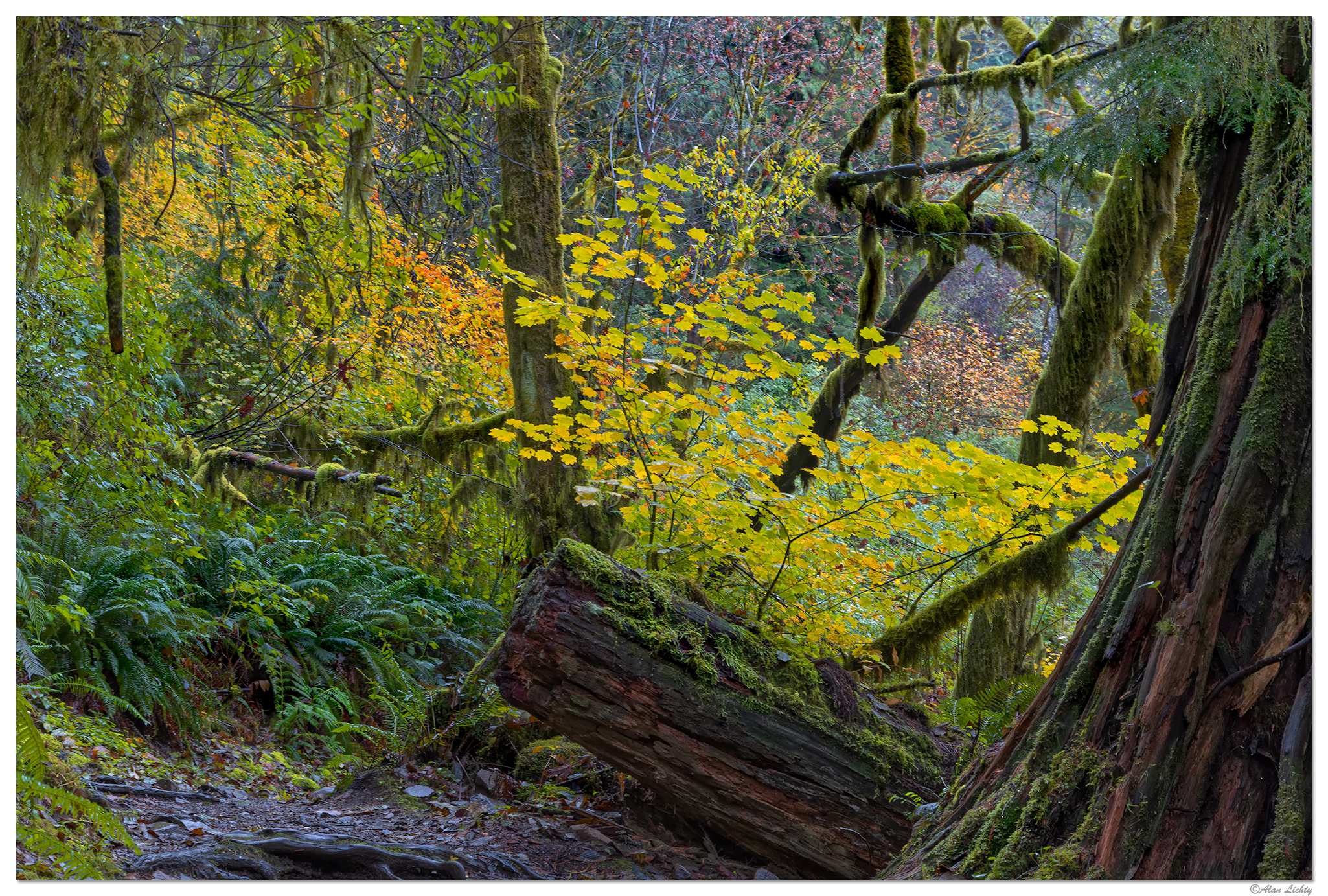 CR5m2_TrailColor103124.jpg