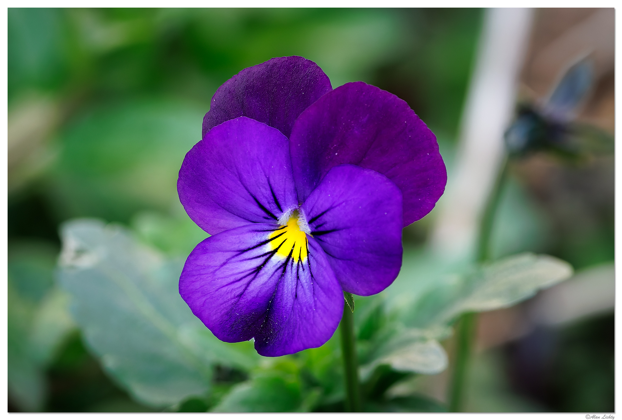 CR5m2_VViolet040526.jpg