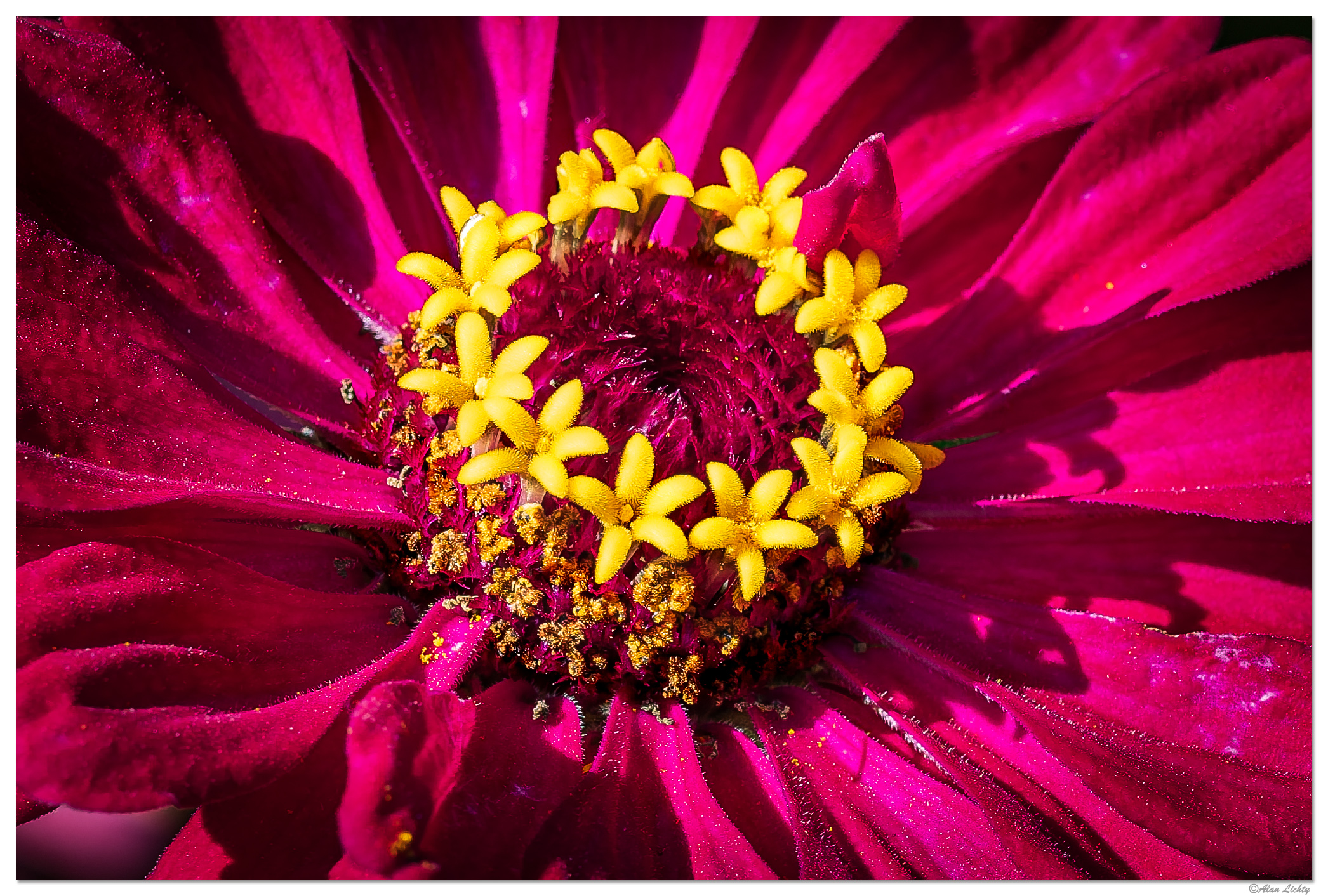 CR5m2_ZinniaCrown080925.jpg