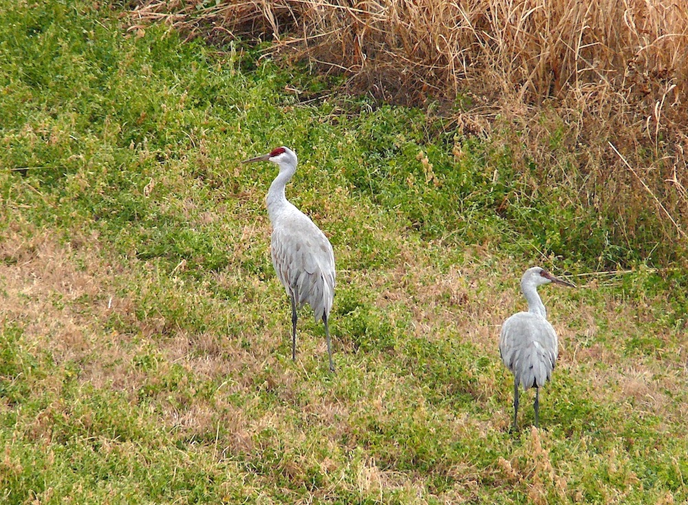 cranes2.jpg