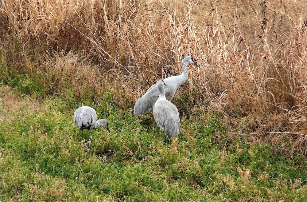 cranes3.jpg