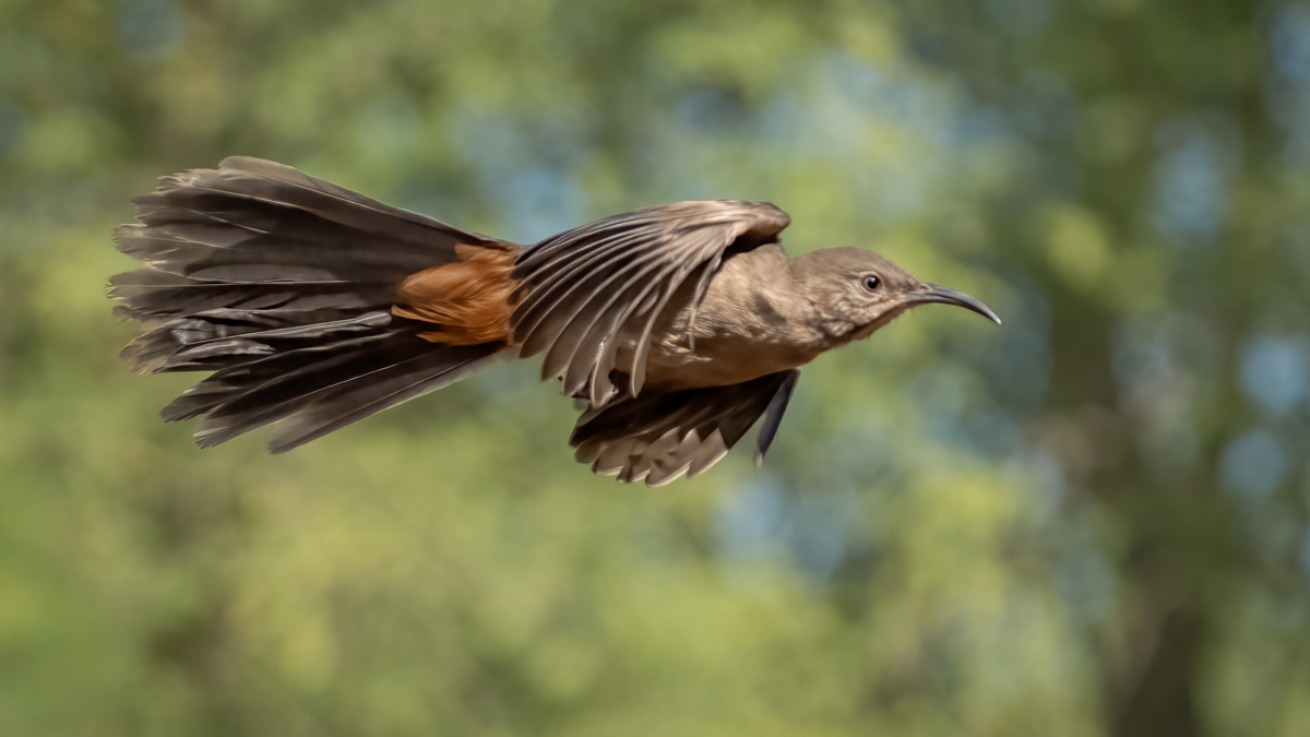Crissal thrasher-06745-Edit.jpg