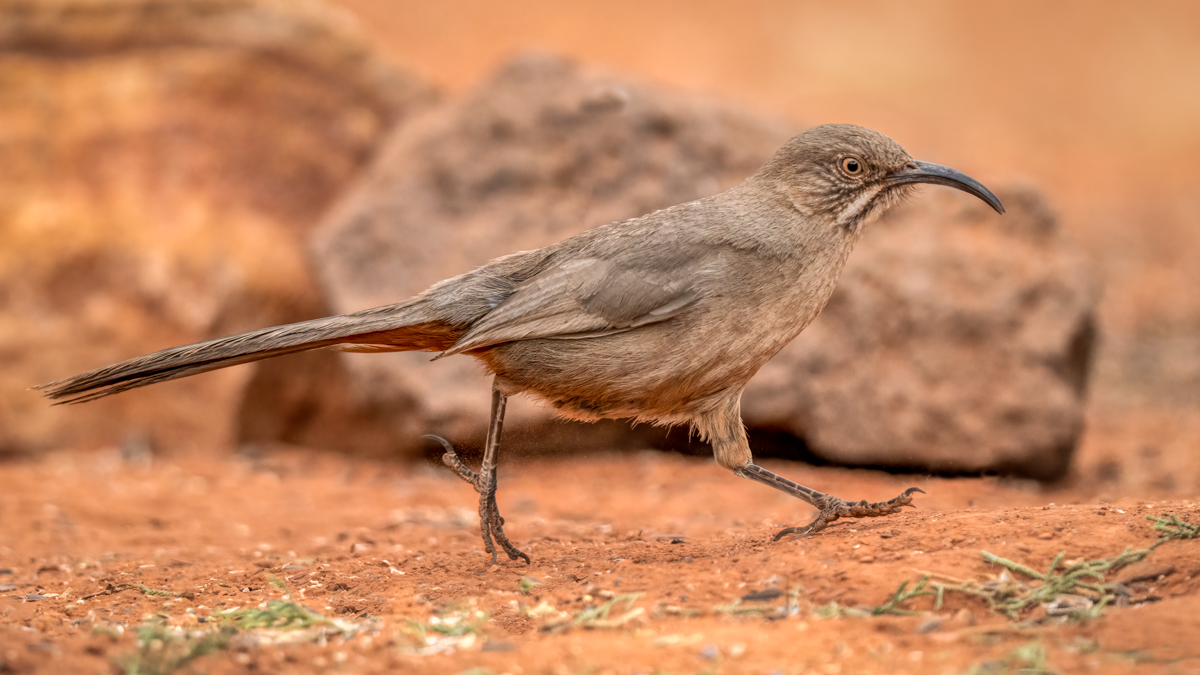 Crissal Thrasher-08351-Edit.png