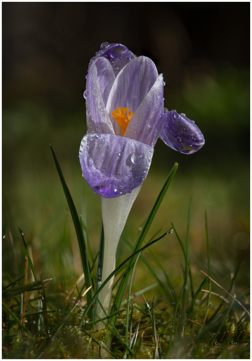 crocus 4 image stack copy white stroke.jpg