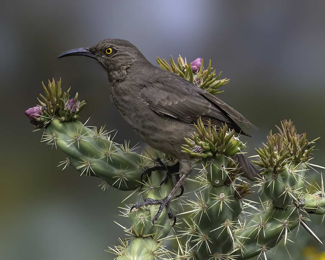 Curve-billed Thrasher.jpg