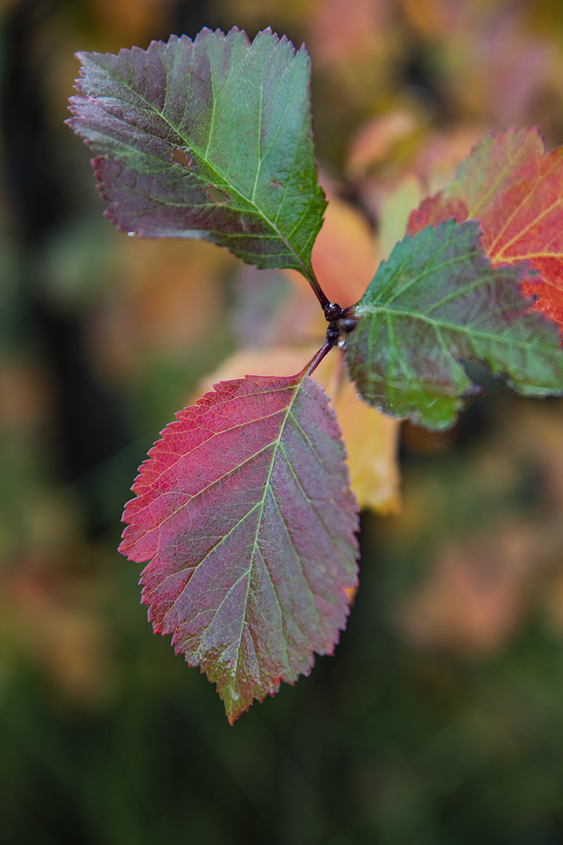 D85_3757.jpg