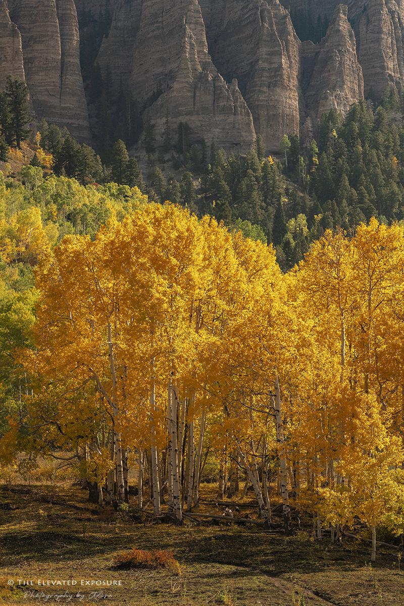 D85_5420.jpg