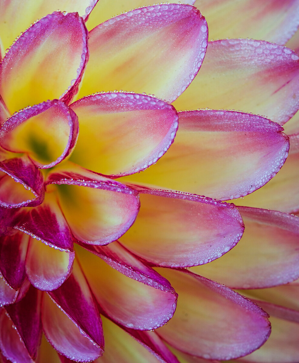 Dahlia close up 1 FW.jpg