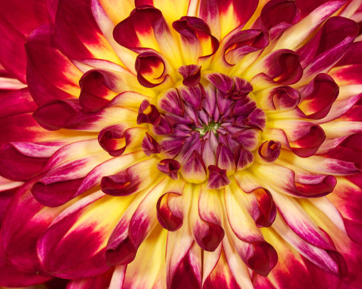 Dahlia closeup 5FW.jpg