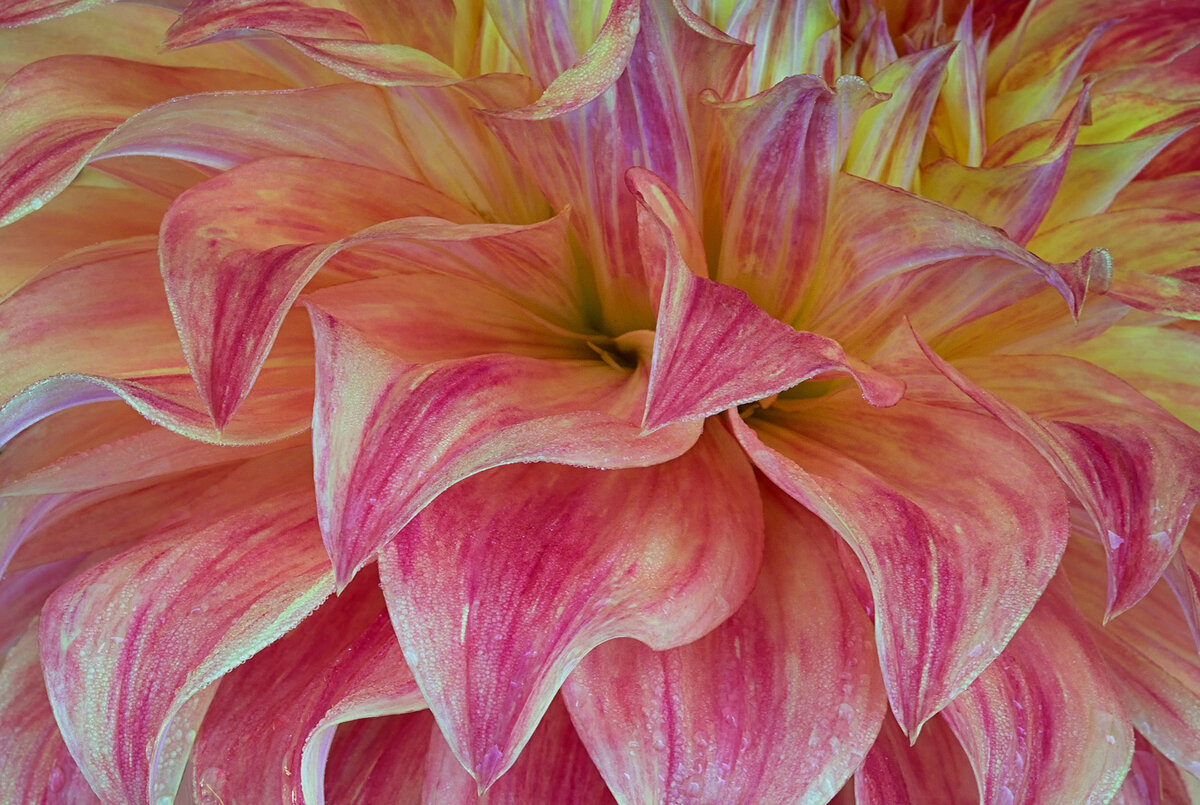 Dahlia waves.jpg