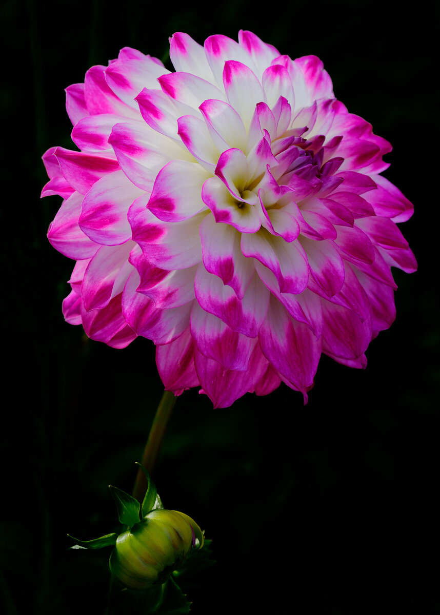 Dahlia whole.jpg