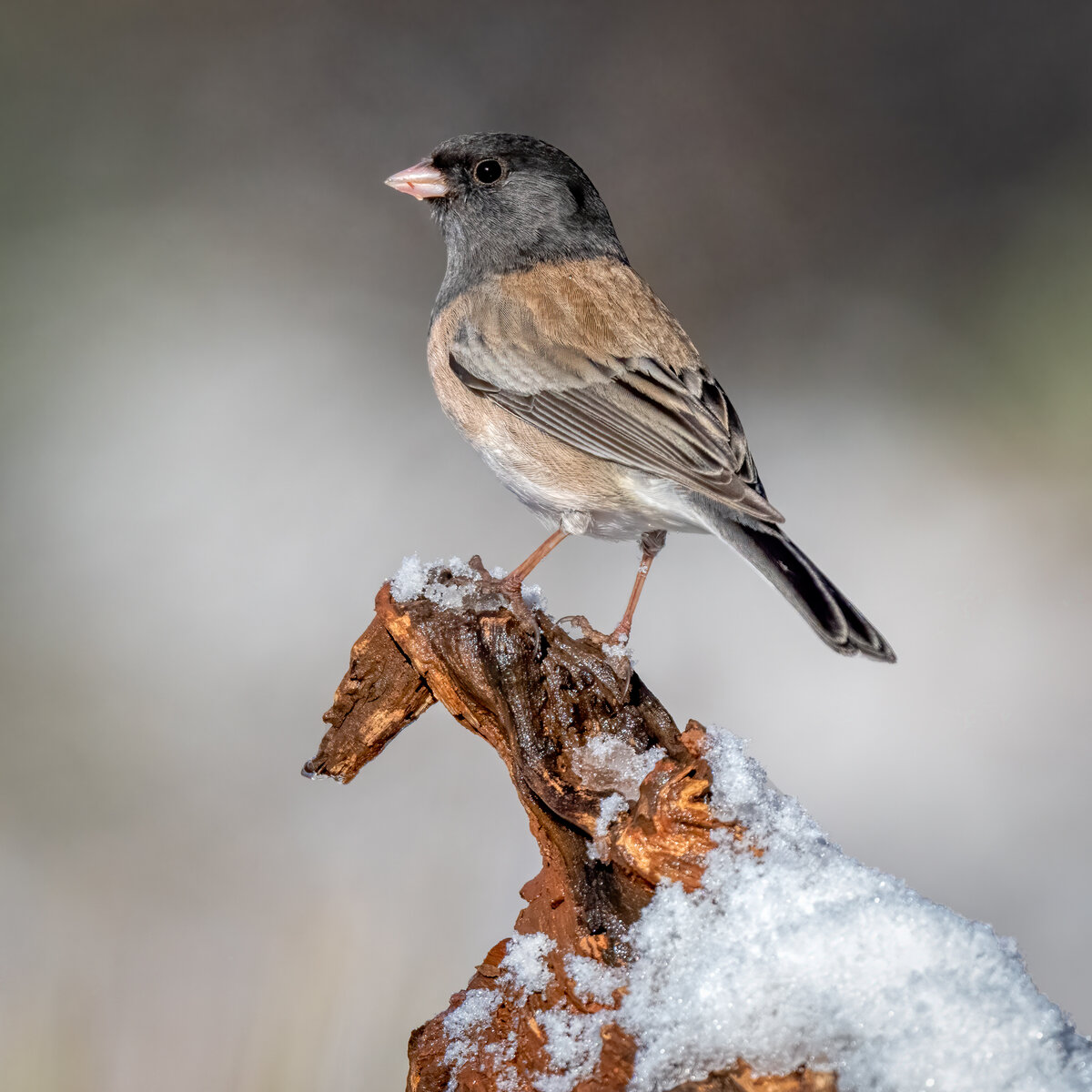 Dark-eyed junco-00945-Edit.jpg