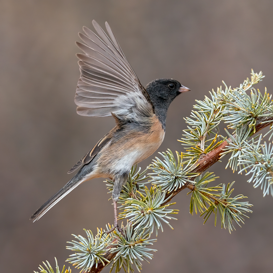 Dark-eyed Junco-0637-Edit.jpg