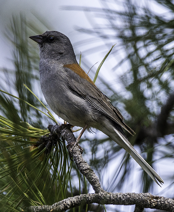 Dark-eyed Junco (gray headed).jpg