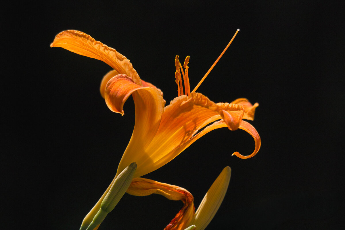 day lily.jpg
