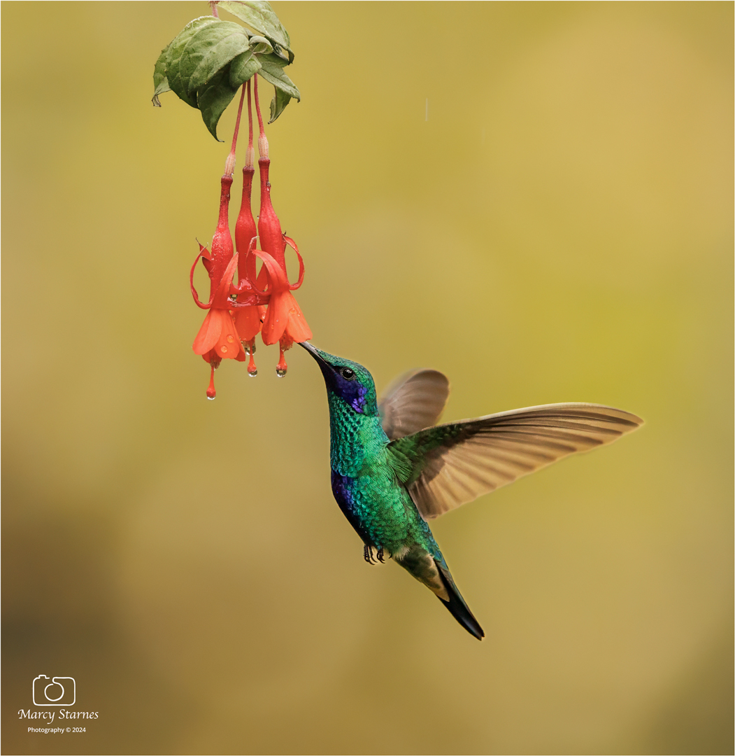 day1_hummer_05_web.jpg