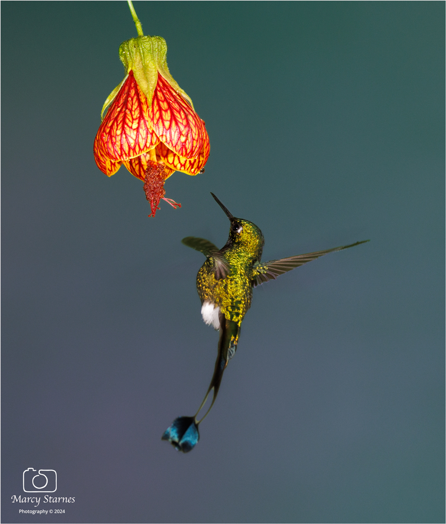 day2_hummer_05_web.jpg