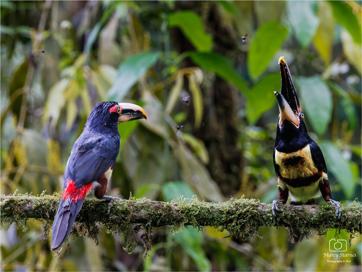 day4_collard_aracari_2_web.jpg
