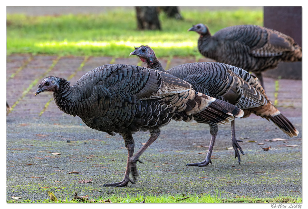 DecTurkey.jpg