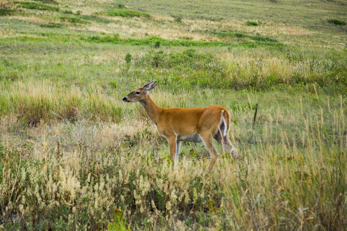 Deer .jpg