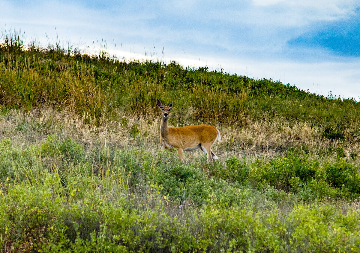 Deer says Hi.jpg