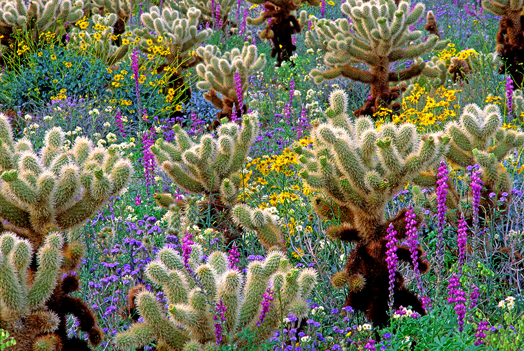 (DES10)  Teddy Bear Cholla, Cylindropuntia bigelovii, Arizona Lupne, Brittlebush, Brown-eyeed ...jpg