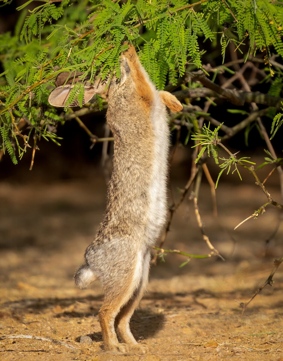 Desert cottontail-5334-Edit.jpg