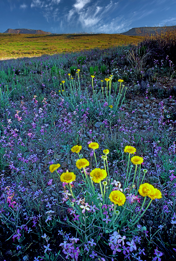 desert dandelion.jpg