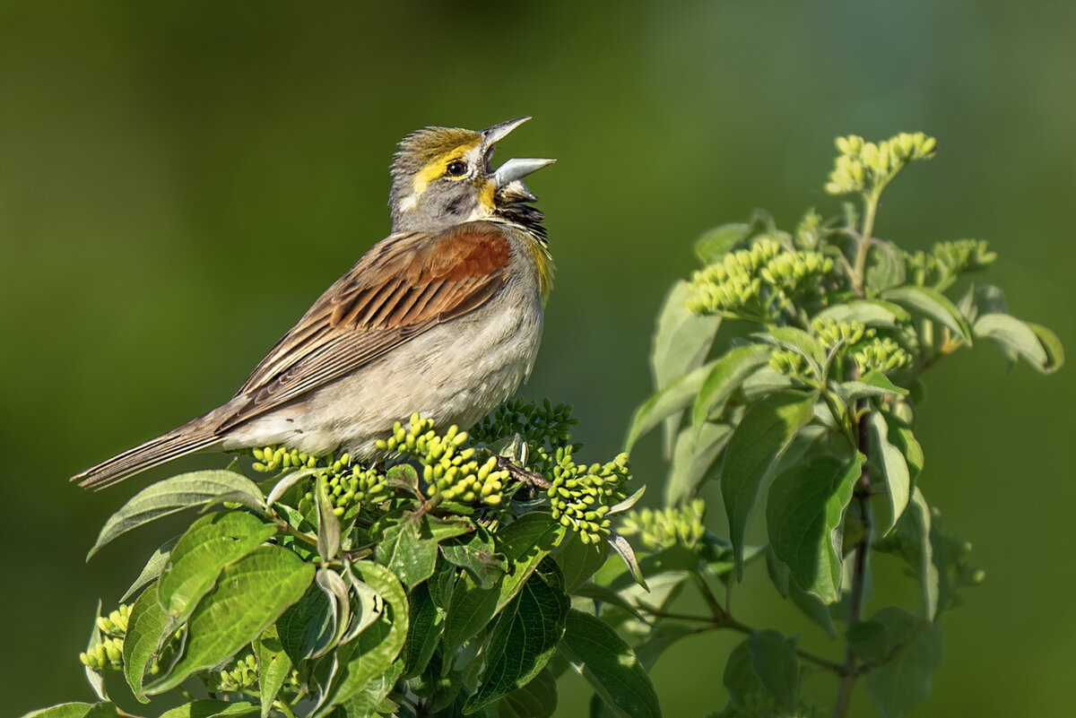 Dickcissel-0745-Edit.jpg