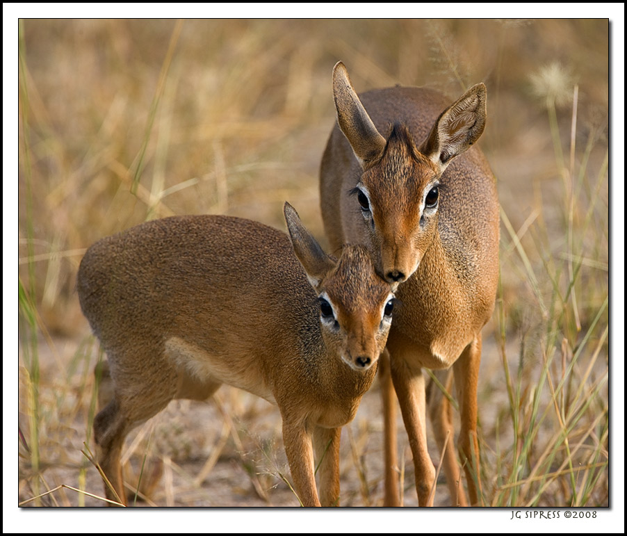 dikdik2.jpg