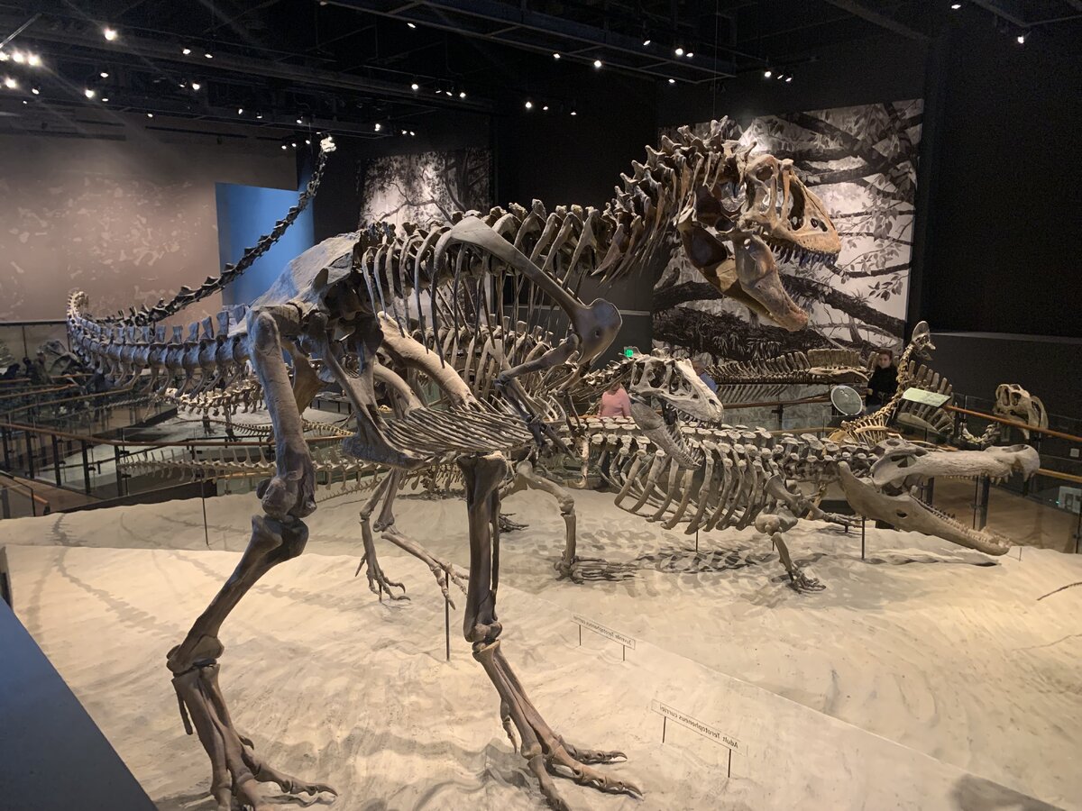 dinosaur.jpg