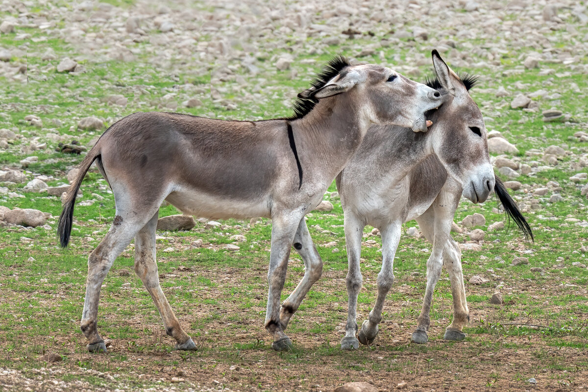 Donkeys | Focal World